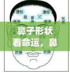 鼻子形状揭示命运走势,星象与面相的奥秘交汇点探寻