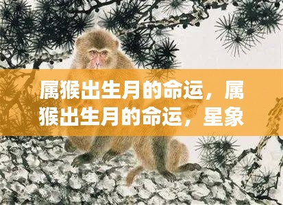 猴年出生月的命运与星象指引,猴年人生的独特轨迹