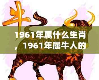 1961年属牛人的命运与生肖运势解析,揭秘牛年运势之星
