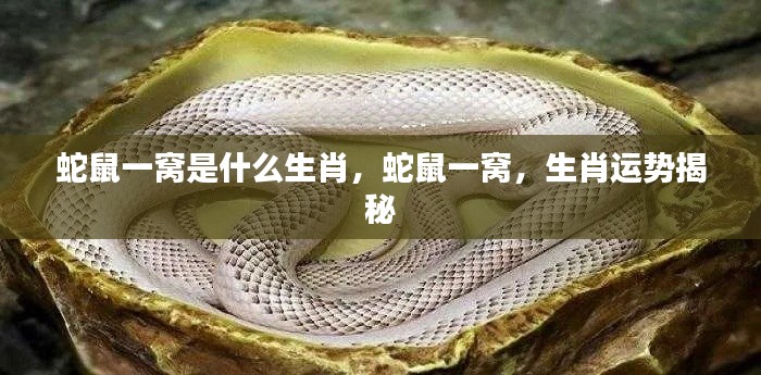 蛇鼠一窝，揭秘生肖运势与神秘组合