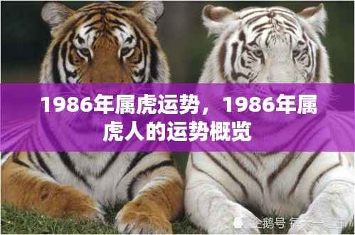 1986年属虎人的运势概览与运势分析