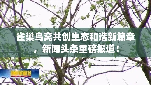 雀巢鸟窝共创生态和谐新篇章，新闻头条重磅报道！